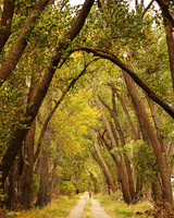 cover tree lines path