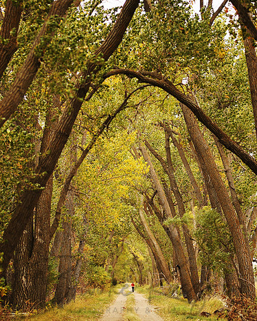 cover tree lines path