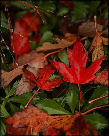 Cover leaf