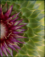 cover radial flower