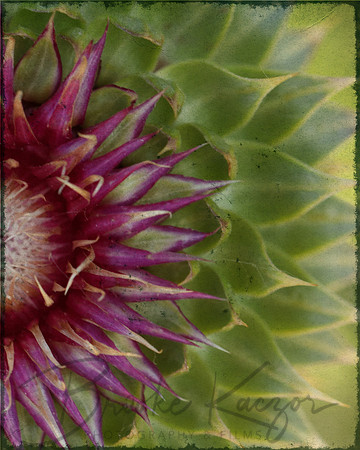 cover radial flower