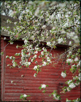Cover barn