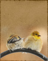 Cover birds