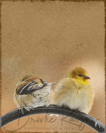 Cover birds