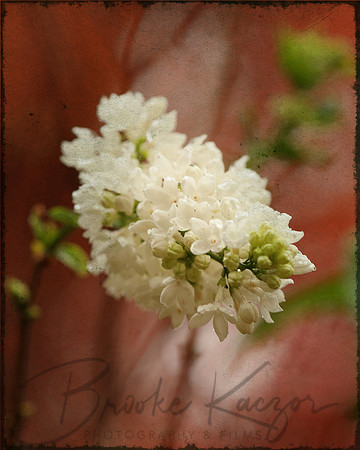 Cover lilac1