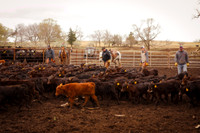 Carson Cattle